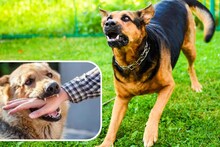 Safety Tips : भटके कुत्रे मागे लागले तर आधी 'ही' एक गोष्ट करा, छोट्याशा युक्तीने वाचू शकतो तुमचा जीव!