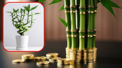 अशी करा लकी बॅम्बूची योग्य देखभाल