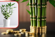Lucky Bamboo Plant Care : घरात आनंद-समृद्धी आणणाऱ्या लकी बांबूची वाढ थांबलीय? पाहा काळजी घेण्याची योग्य पद्धत..