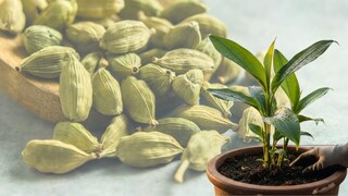 घरी नैसर्गिकरित्या हिरव्या वेलचीचे रोप कसे वाढवावे?