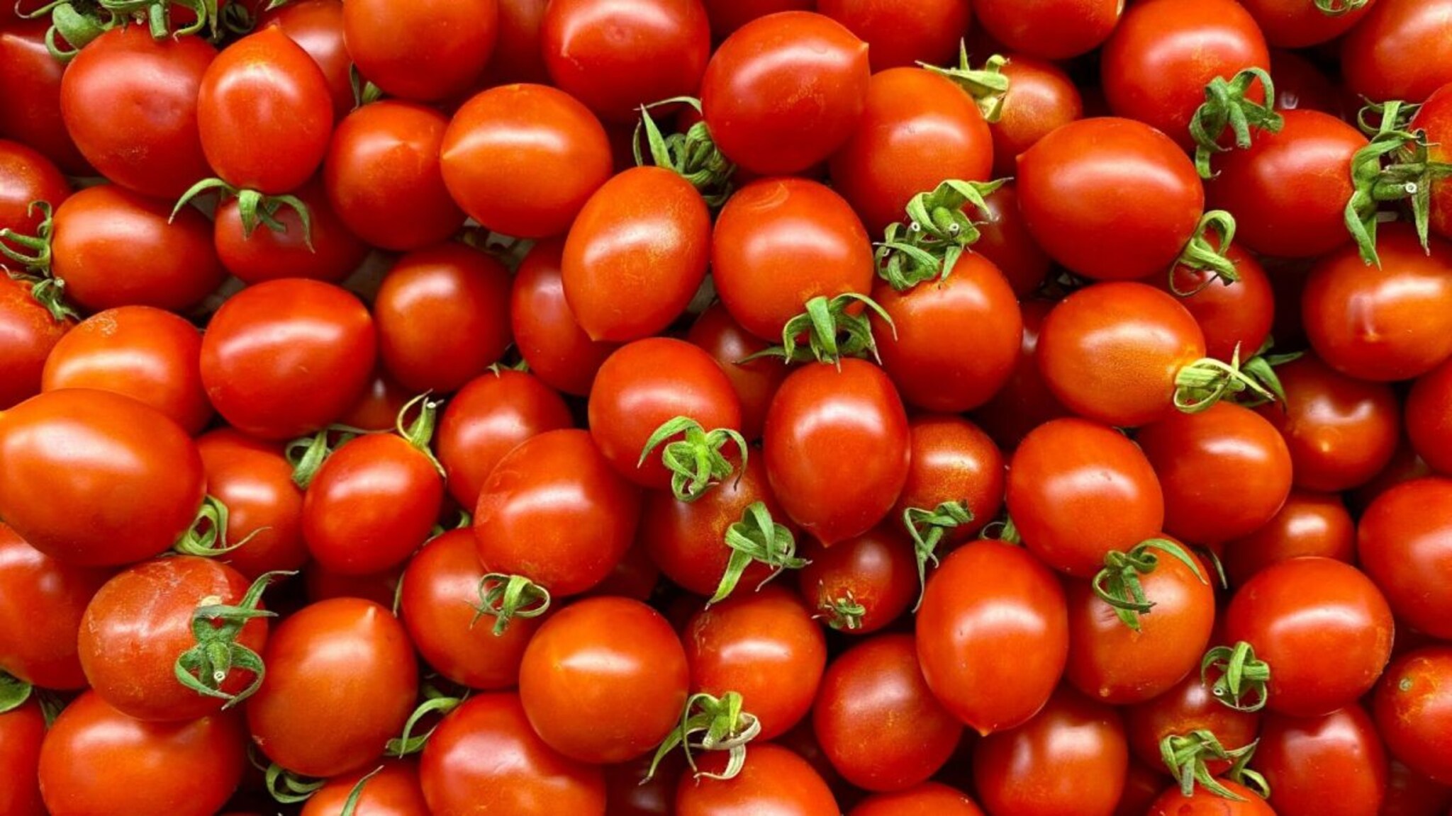 Tomato Benefits : वजन कमी करण्यापासून प्रतिकारशक्ती वाढवण्यापर्यंत उपयुक्त, बहुगुणी टोमॅटोचे फायदे