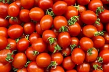 Tomato Benefits : वजन कमी करण्यापासून प्रतिकारशक्ती वाढवण्यापर्यंत उपयुक्त, बहुगुणी टोमॅटोचे फायदे