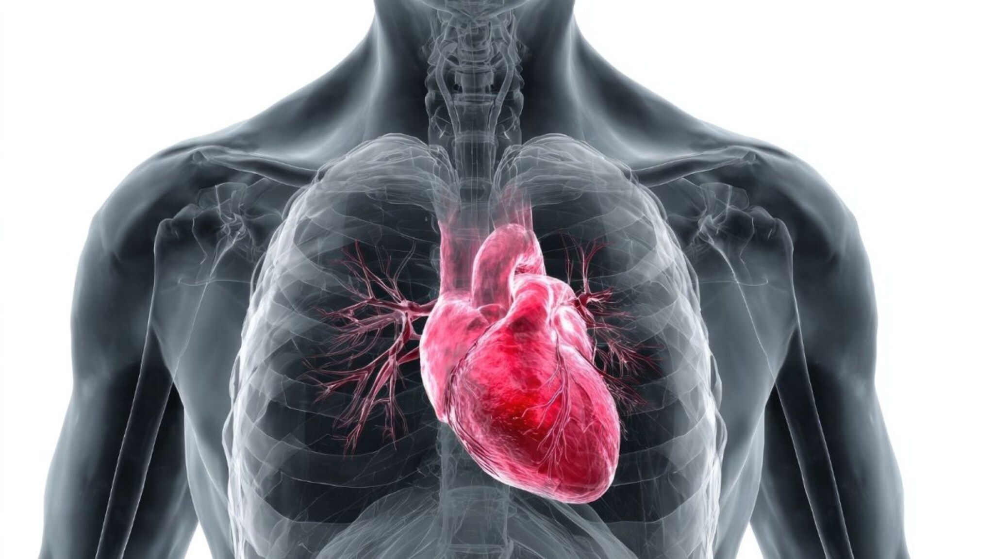 Heart Repair : आपल्या हृदयात आहे स्वतःला बरं करण्याची क्षमता, संशोधकाच्या अभ्यासातून महत्त्वाचा खुलासा