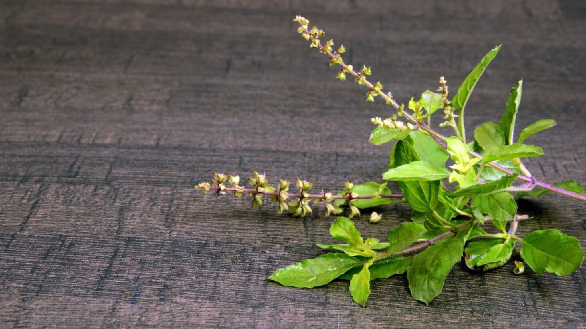Tulsi Leaves : घरच्या बागेतलं नैसर्गिक औषध, त्वचेच्या समस्यांवर रामबाण उत्तर - तुळशीची पानं