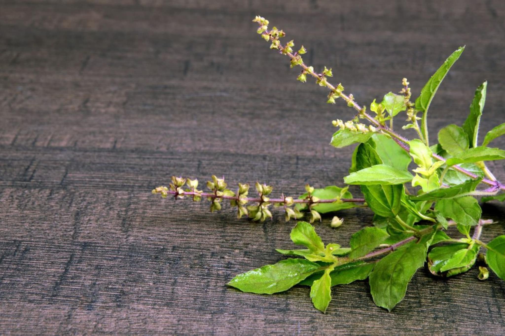 Tulsi Leaves : त्वचेसाठी तुळशीचे प्रमुख फायदे, जाणून घ्या कसा करायचा वापर