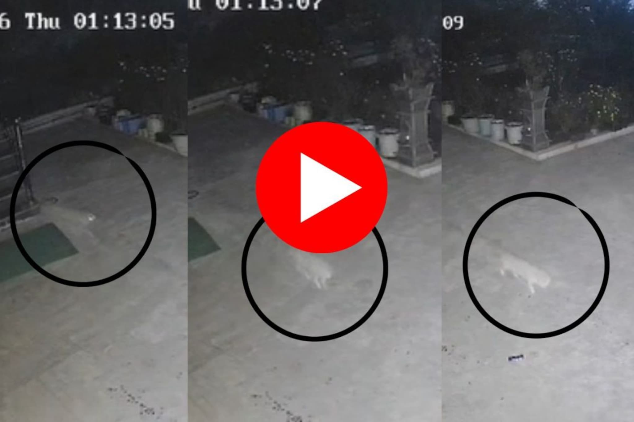 VIDEO : वसईत पुन्हा बिबट्याची चाहूल? CCTV फुटेजमुळे खळबळ माजली, वनविभागाकडून तपा