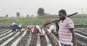 बळीराजाच्या हातात नांगराऐवजी गन; डोळ्यात अंजन घालणे भयावह वास्तव
