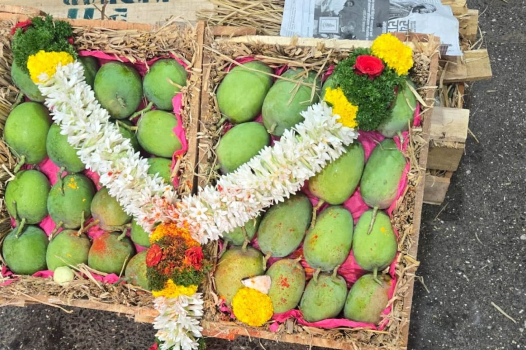 यंदाच्या हंगामातली पहिली हापूस पेटी दाखल, एका पेटीला मिळाला एवढा भाव यंदाच्या हंगामातली पहिली हापूस पेटी दाखल, एका पेटीला मिळाला एवढा भाव