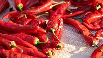 जगातील सगळ्यात तिखट मिरची कोणती? खाणं दूर हात लावायचीही हिंमत होणार नाही