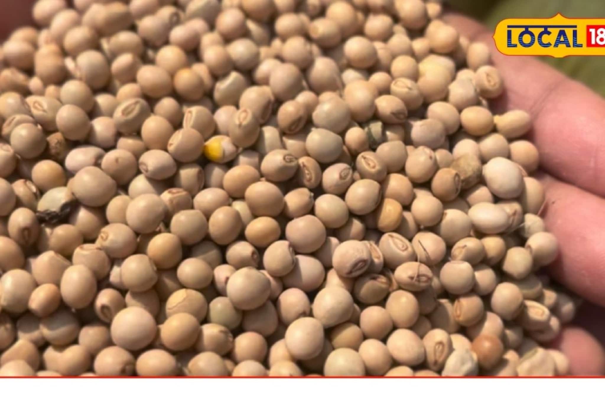 शेतकऱ्यांसाठी गुड न्यूज, तुरीच्या दरात मोठी वाढ, क्विंटलला मिळतोय तब्बल एवढा दर शेतकऱ्यांसाठी गुड न्यूज, तुरीच्या दरात मोठी वाढ, क्विंटलला मिळतोय तब्बल एवढा दर