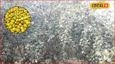 Farmer Bharat Shinde Earns 3 Lakhs Annually from Ber Cultivation in Solapur