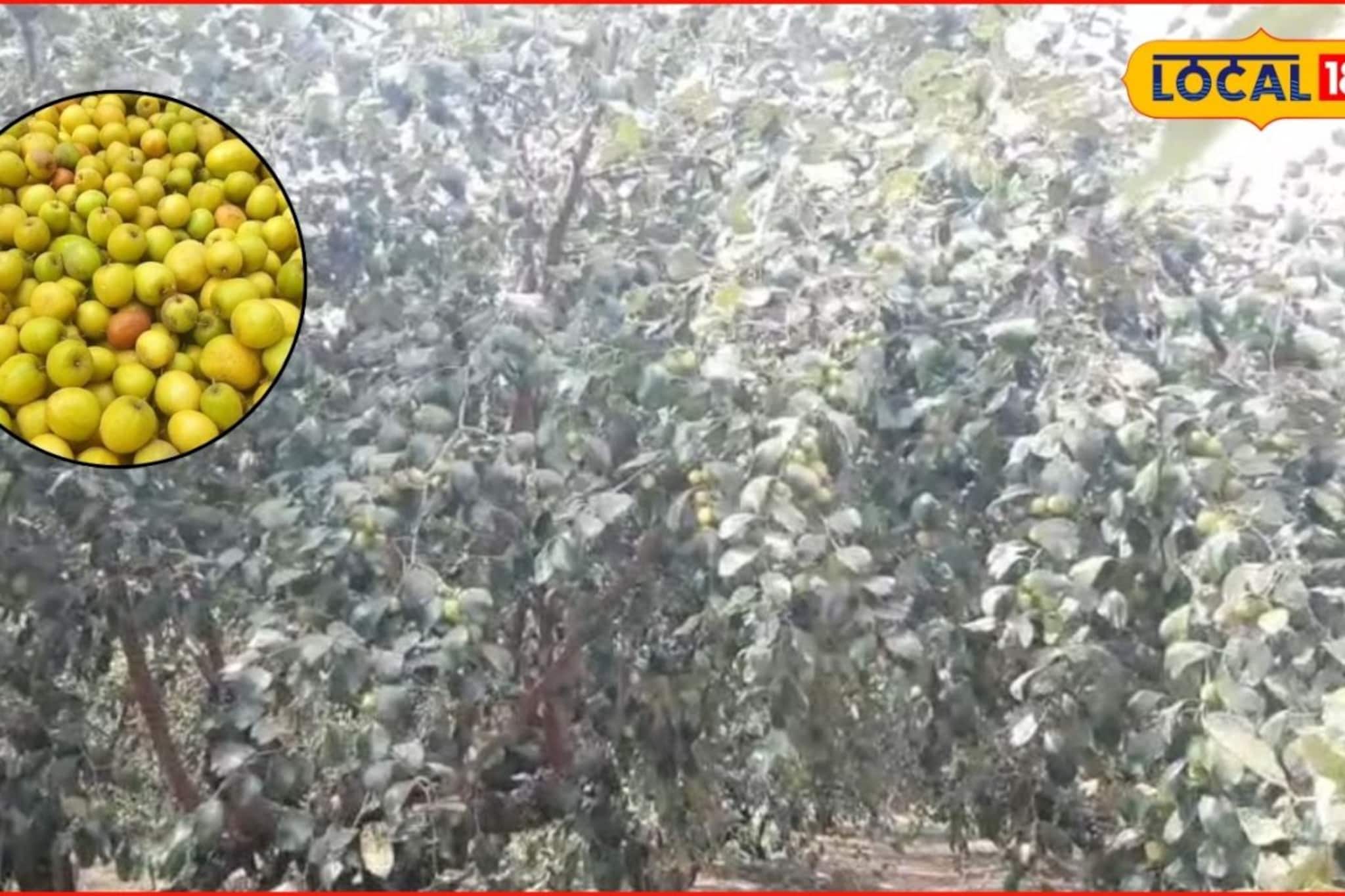 शेतकऱ्यानं धाडस दाखवलं, केली बोरांची शेती, वर्षाला 3 लाखांचं उत्पन्न