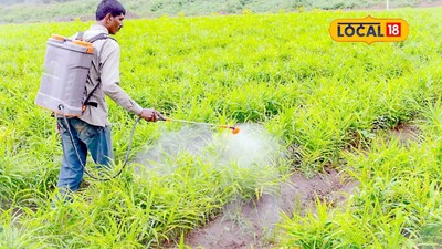 खेत में फवारणी का सही समय चूका तो उत्पादन पर होगा सीधा असर, कृषि विशेषज्ञों की चेतावनी.