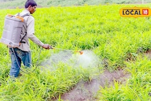 शेतात फवारणीची वेळ चुकवताय? थेट उत्पादनावर बसेल फटका, कृषी तज्ज्ञांनी दिला महत्त्वाचा सल्ला