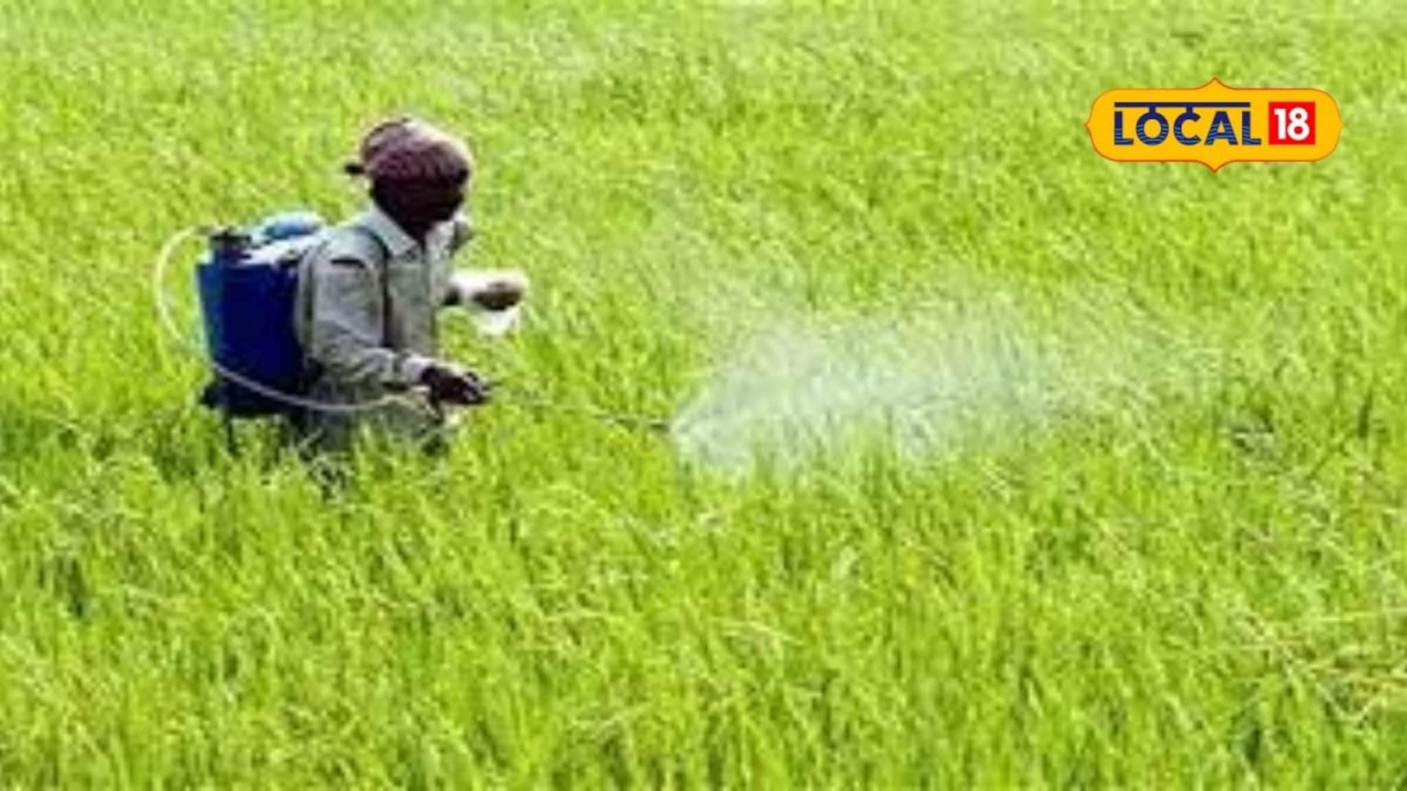 एकाच औषधाचा करताय शेतात अति वापर, वेळीच करा बदल, नाहीतर होतील हे परिणाम