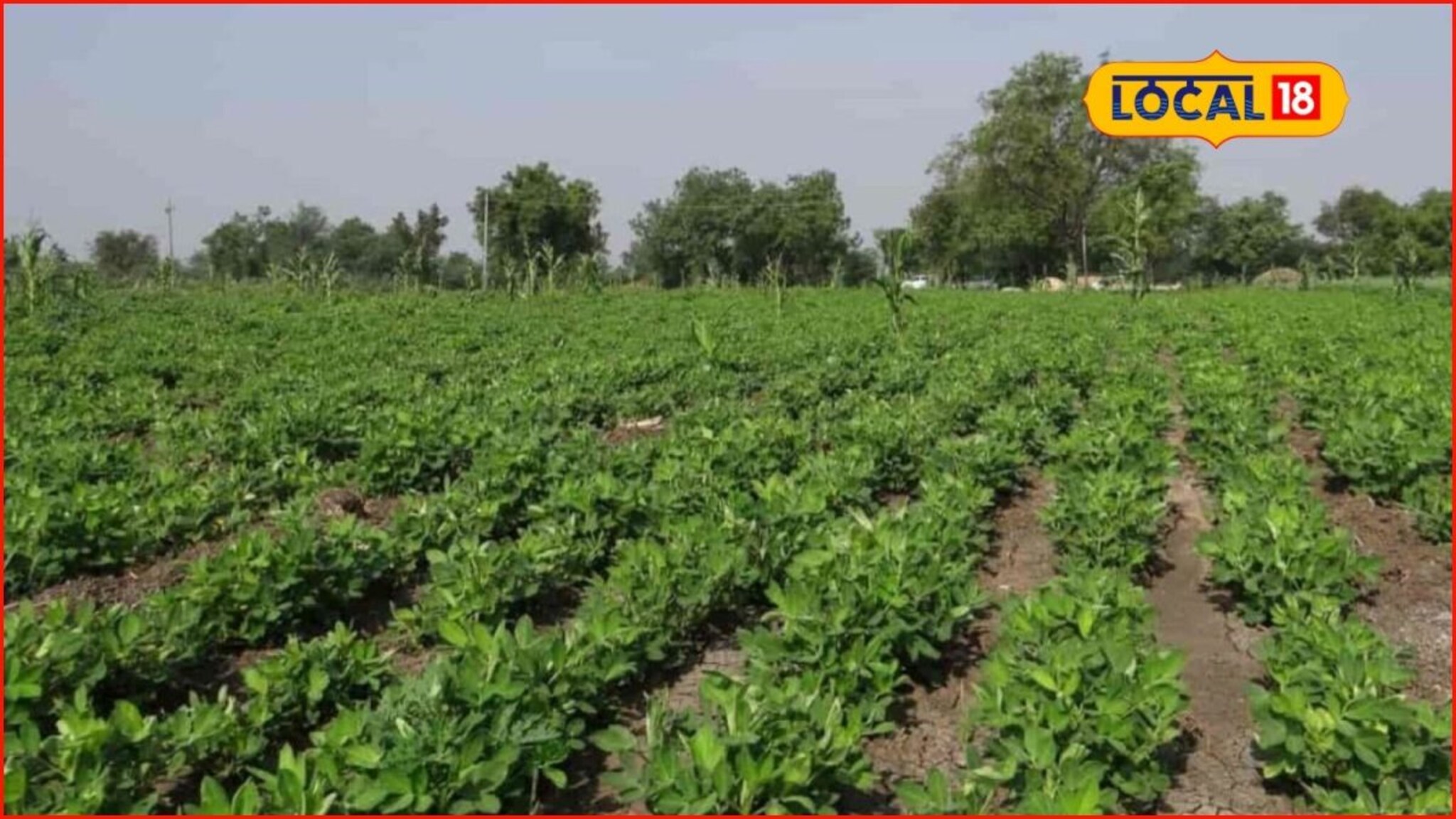 भुईमूग पीक येईल जोमात, भरघोस उत्पादन वाढीसाठी अशी घ्या काळजी, कृषी तज्ज्ञांचा सल्ला