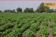 भुईमूग पीक येईल जोमात, भरघोस उत्पादन वाढीसाठी अशी घ्या काळजी, कृषी तज्ज्ञांचा सल्ला