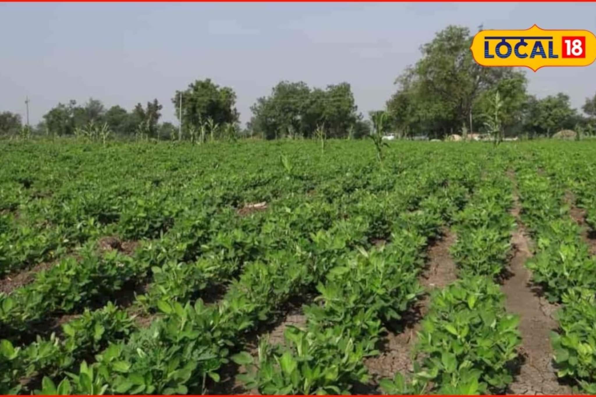 भुईमूग पीक येईल जोमात, भरघोस उत्पादन वाढीसाठी घ्या काळजी, कृषी तज्ज्ञांचा सल्ला भुईमूग पीक येईल जोमात, भरघोस उत्पादन वाढीसाठी घ्या काळजी, कृषी तज्ज्ञांचा सल्ला