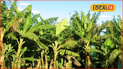 Severe Cold Damages Banana Crops: Experts Advise Protection Measures