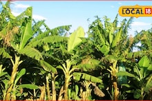 कडाक्याच्या थंडीमुळे केळी बागेला फटका, असं करा संरक्षण, कृषी तज्ज्ञांचा सल्ला