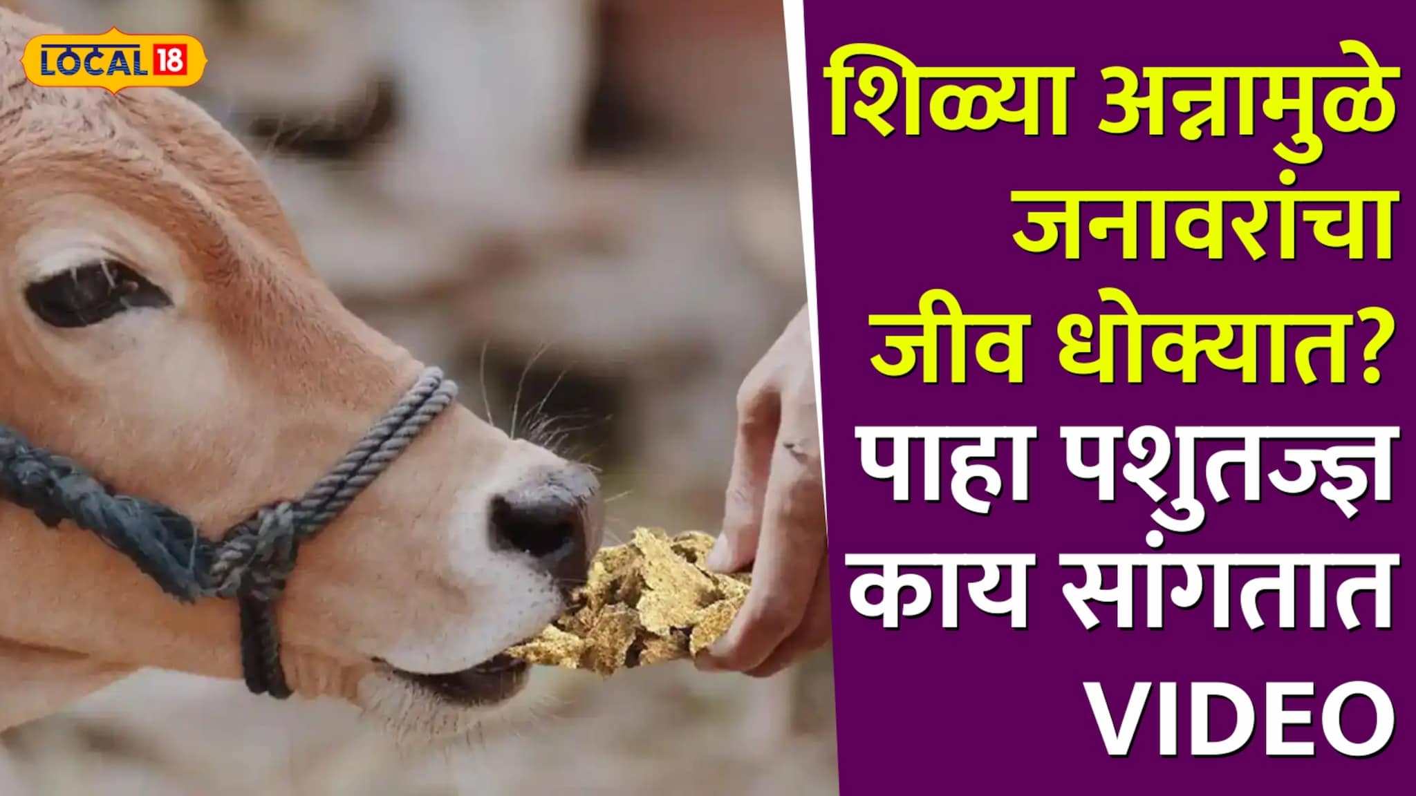 तुम्ही दिलेल्या शिळ्या अन्नामुळे जनावरांचा जीव धोक्यात? पाहा पशुतज्ज्ञ काय सांगतात...