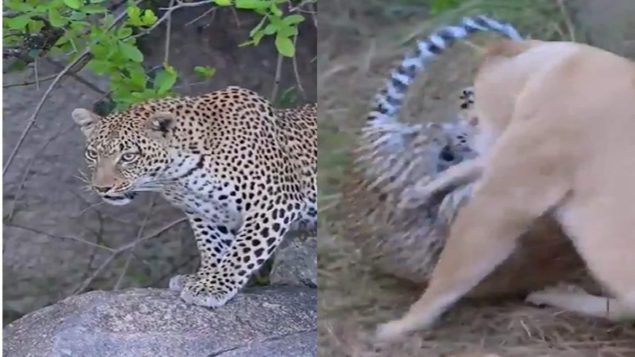 Viral Video: शेवटी आईच ना ती..! बाळांना वाचवण्यासाठी जीवघेण्या संकटावरही धावून गेली, वाइल्डलाइफ व्हिडिओ व्हायरल