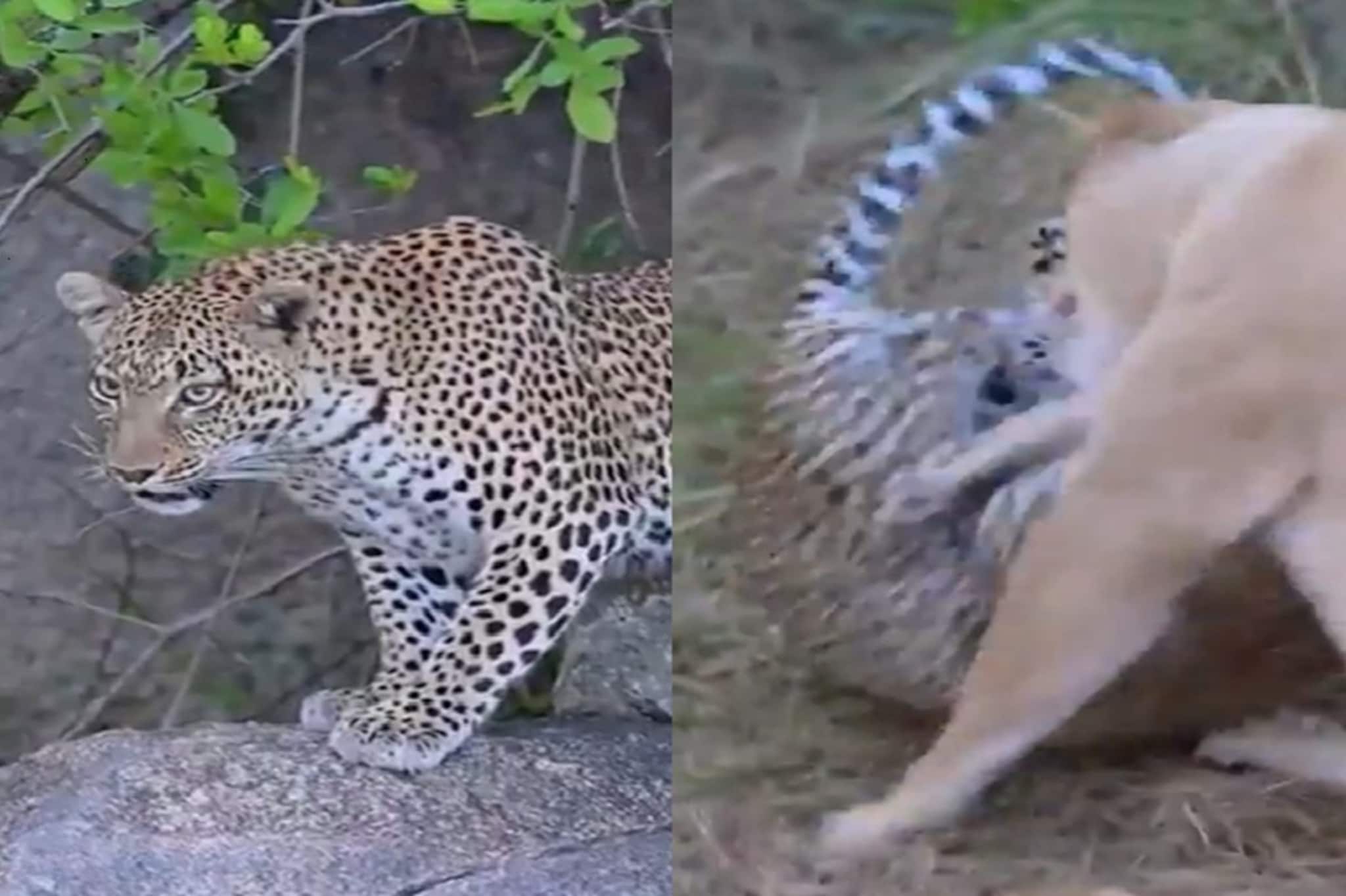 शेवटी आईच ना ती..! बाळांना वाचवण्यासाठी जीवघेण्या संकटावरही धावून गेली, Video शेवटी आईच ना ती..! बाळांना वाचवण्यासाठी जीवघेण्या संकटावरही धावून गेली, Video