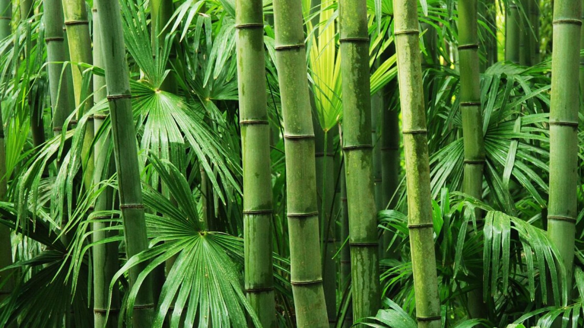 कोणत्या शहराला 'सिटी ऑफ बांबू' म्हणतात? इथे सुईपासून घरापर्यंत सर्व काही बनतं फक्त बांबूपासून