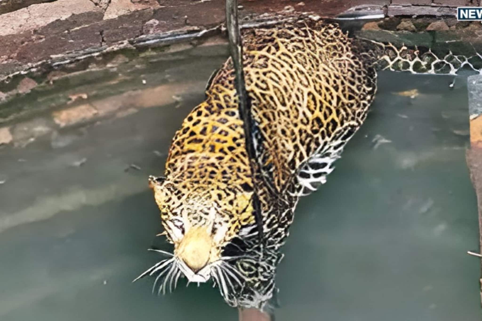 मान धरलेली पंजेही मारले... बिबट्यासह शेतमजूर 40 फूट खोल विहिरीत कोसळला, जे घडलं