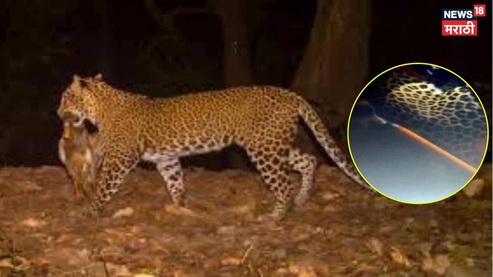 गोंदियात चिमुकल्याला ठार केलेल्या बिबट्या अखेर जेरबंद, VIDEO