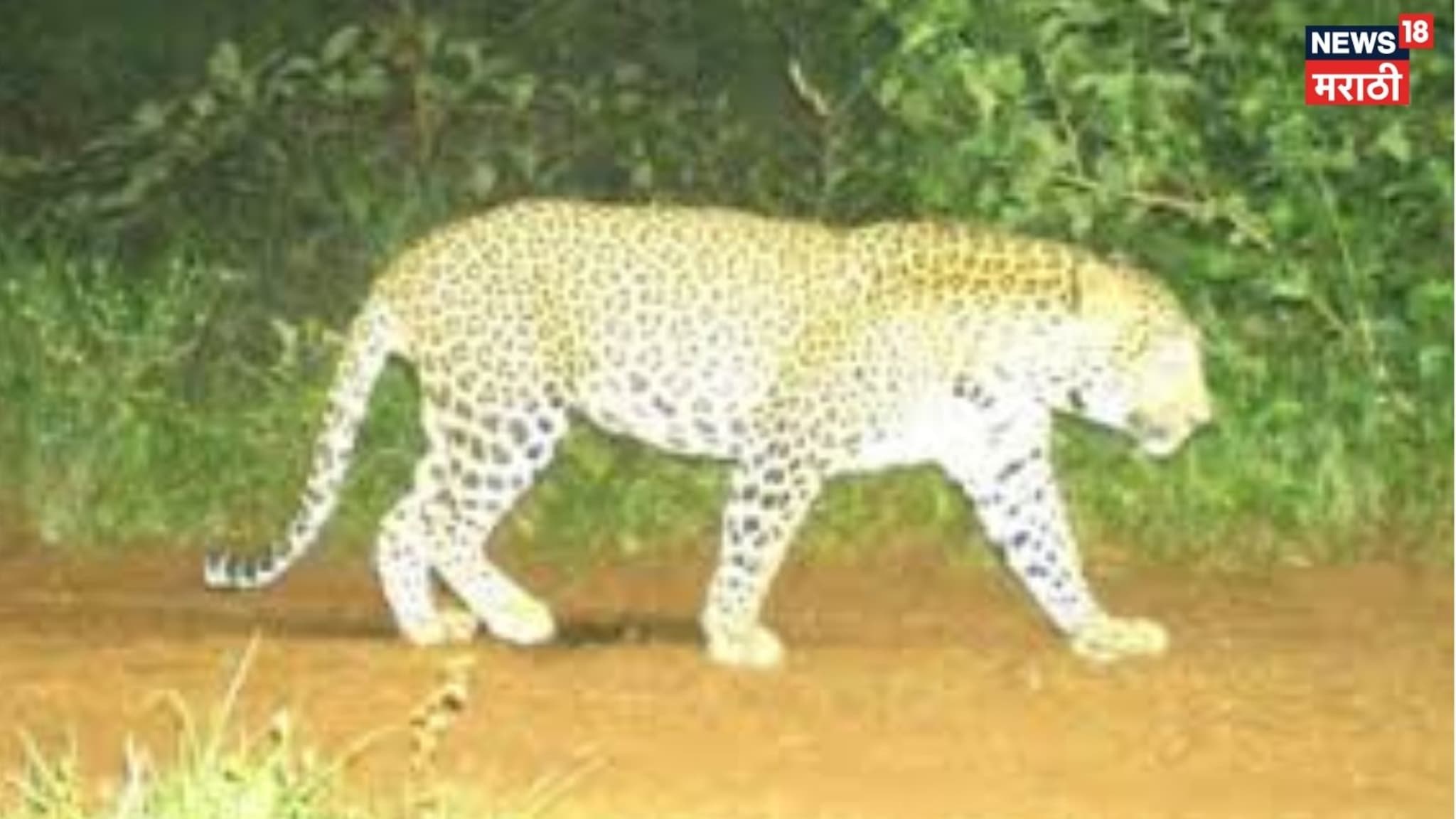 नाशिकात बिबट्याने केली कुत्र्याची शिकार, थरार सीसीटीव्हीत कैद VIDEO