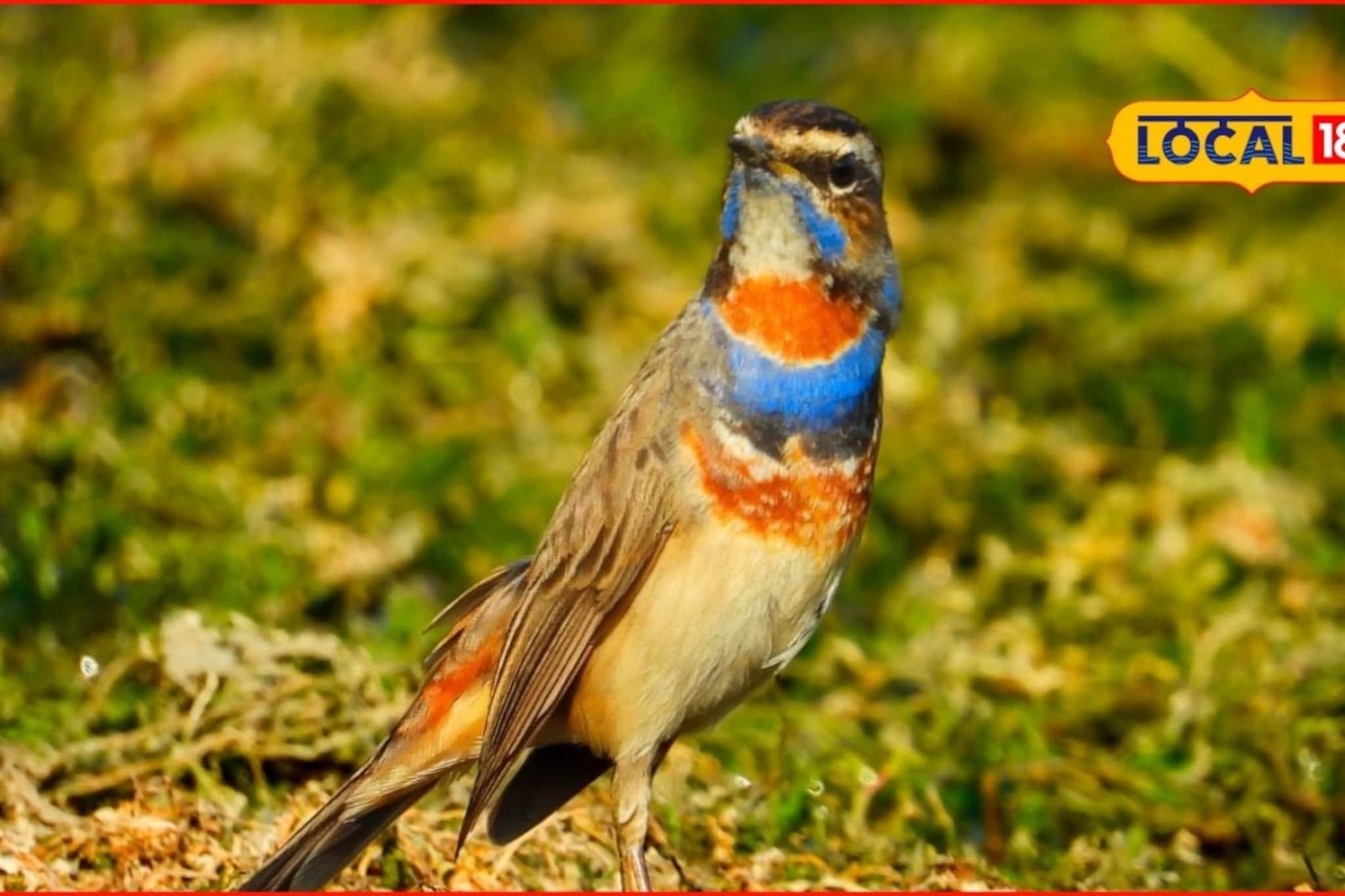 साक्षात निळकंठ! जायकवाडीत ‘शंकर’ दर्शन, युरोपातून 7000 किमीचा प्रवास, का आहे खास