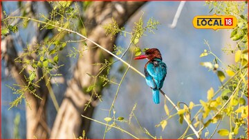 साक्षात निळकंठ! जायकवाडीत ‘शंकर’ दर्शन, युरोपातून 7000 किमीचा प्रवास, का आहे खास