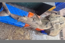 Satara News : समुद्रातल्या 'डायनासॉर'ची शिकार, वन विभागाने दोघांना उचललं, नेमकं काय घडलं?