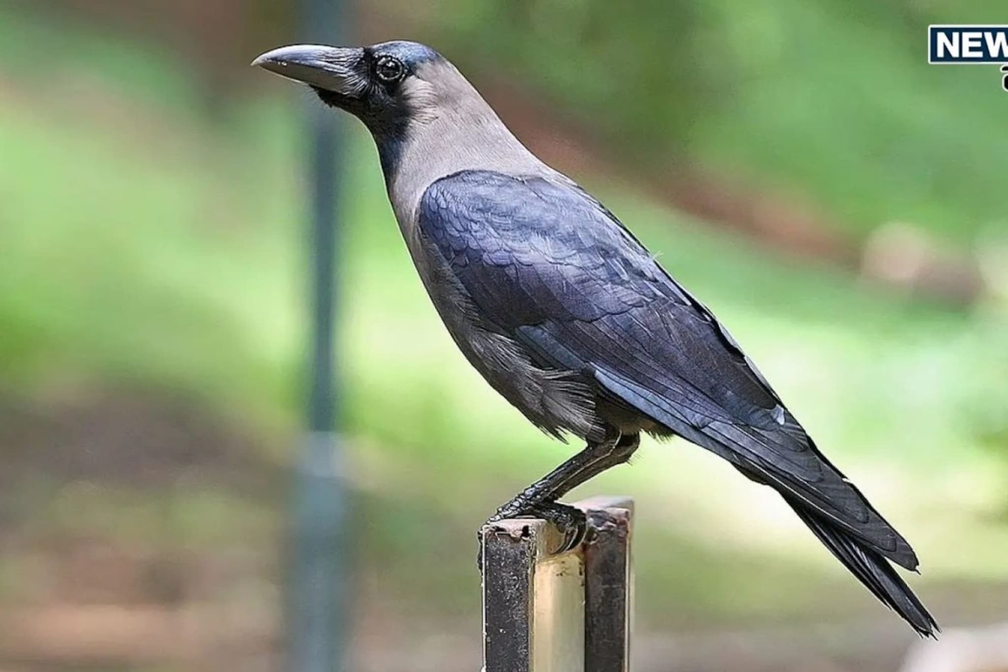 कावळा आहे संकटमोचक, रहस्य समजलं तर कायमची इडा पिडा टळेल