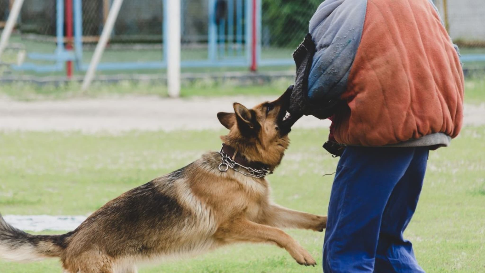 Dog : अचानक कुत्र्याने अंगावर झडप घातली तर काय कराल? तज्ज्ञांनी सांगितलेली 'ही' एक युक्ती वाचवू शकते तुमचा जीव