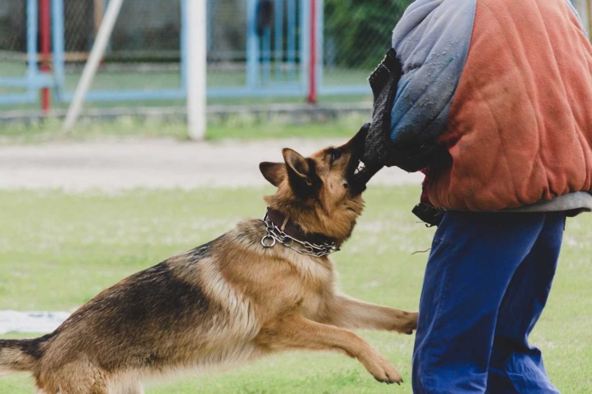 कुत्र्याने अंगावर झडप घातली तर काय कराल? 'ही' एक युक्ती वाचवू शकते तुमचा जीव