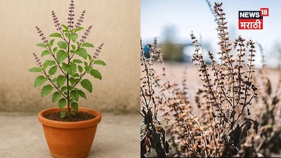 Dried Tulsi: A Warning Sign of Trouble? Vastu Tips to Protect Your Home