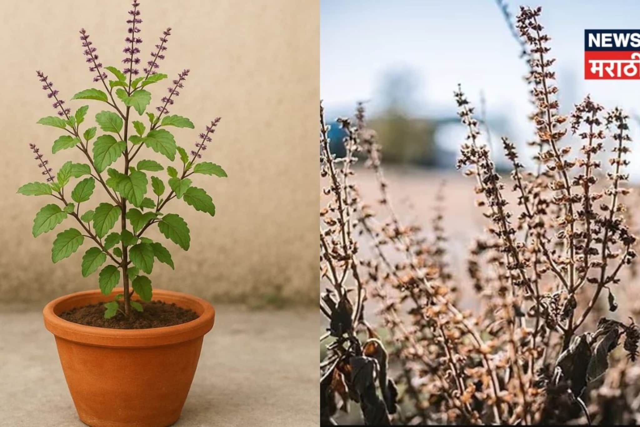 सुकलेली तुळस देते गंभीर संकटांचे संकेत, वेळीच करा हे उपाय; अन्यथा होईल नुकसान!