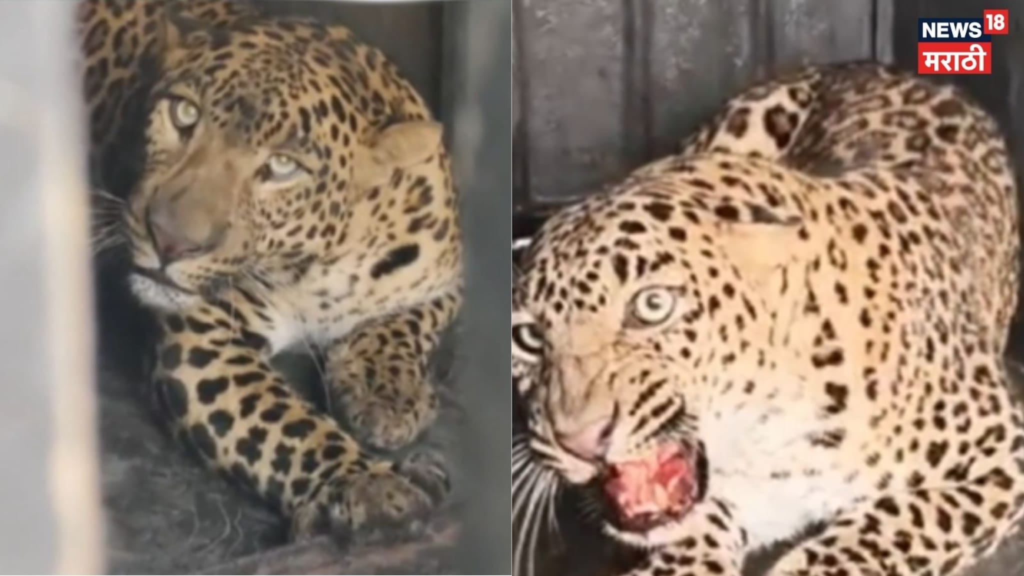 निफाडमध्ये धुमाकूळ घालणारा बिबट्या अखेर जेरबंद, VIDEO 