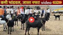 कमी भांडवल, जास्त नफा! शेळीपालनातून असा मिळवा रोजगार Video 