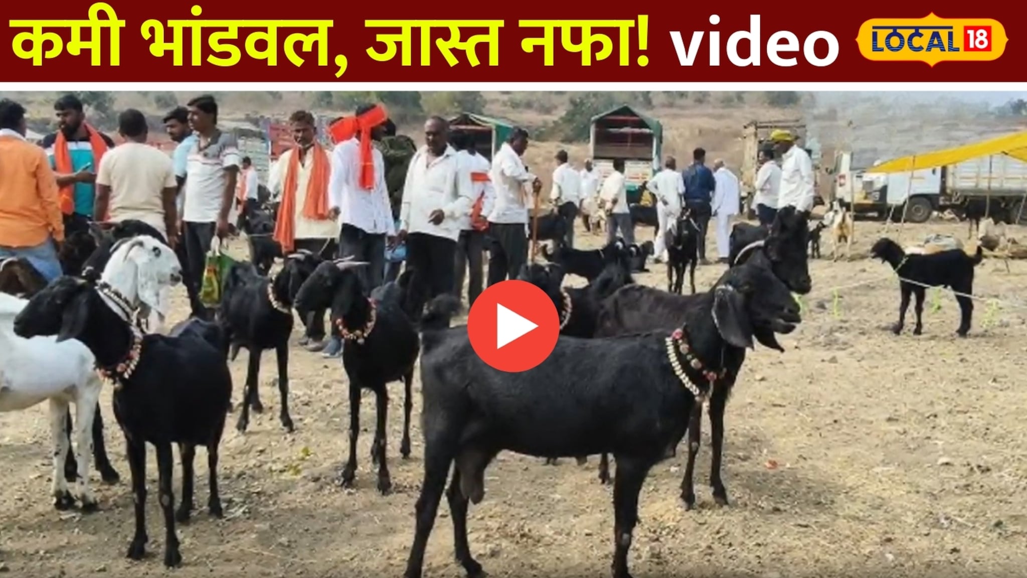 कमी भांडवल, जास्त नफा! शेळीपालनातून असा मिळवा रोजगार Video 