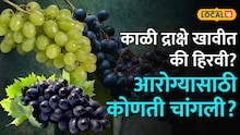 काळी द्राक्षे खावीत की हिरवी? आरोग्यासाठी कोणती चांगली? खरं कारण ऐकून तुम्हाला बसेल धक्का Video