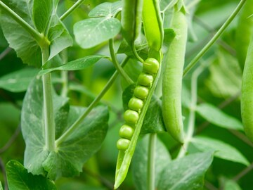 मटारला 'ग्रीन गोल्ड' का म्हणतात? चवच नाही तर यामागची कारणं विचार करायला लावतील