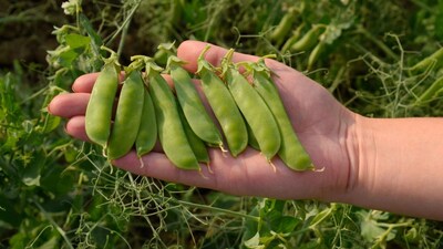 प्रतिकात्मक फोटो