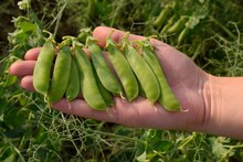 हिवाळ्यात मटार तर आवडीने खाता, पण वजन कमी करण्यासाठी ते फायदेशीर आहेत का?