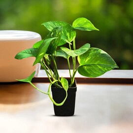 घरामध्ये मनी प्लांट लावताना टाळा 'या' चुका, काही दिवसातंच चमकेल नशीब