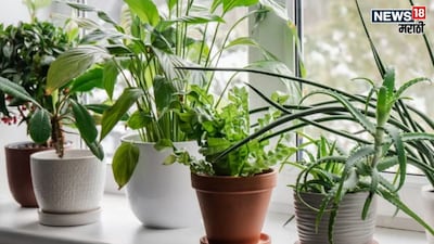 घर में लगाएं ये पौधे, खुलेगी कुबेर की तिजोरी, बदलेगा आपका भाग्य!