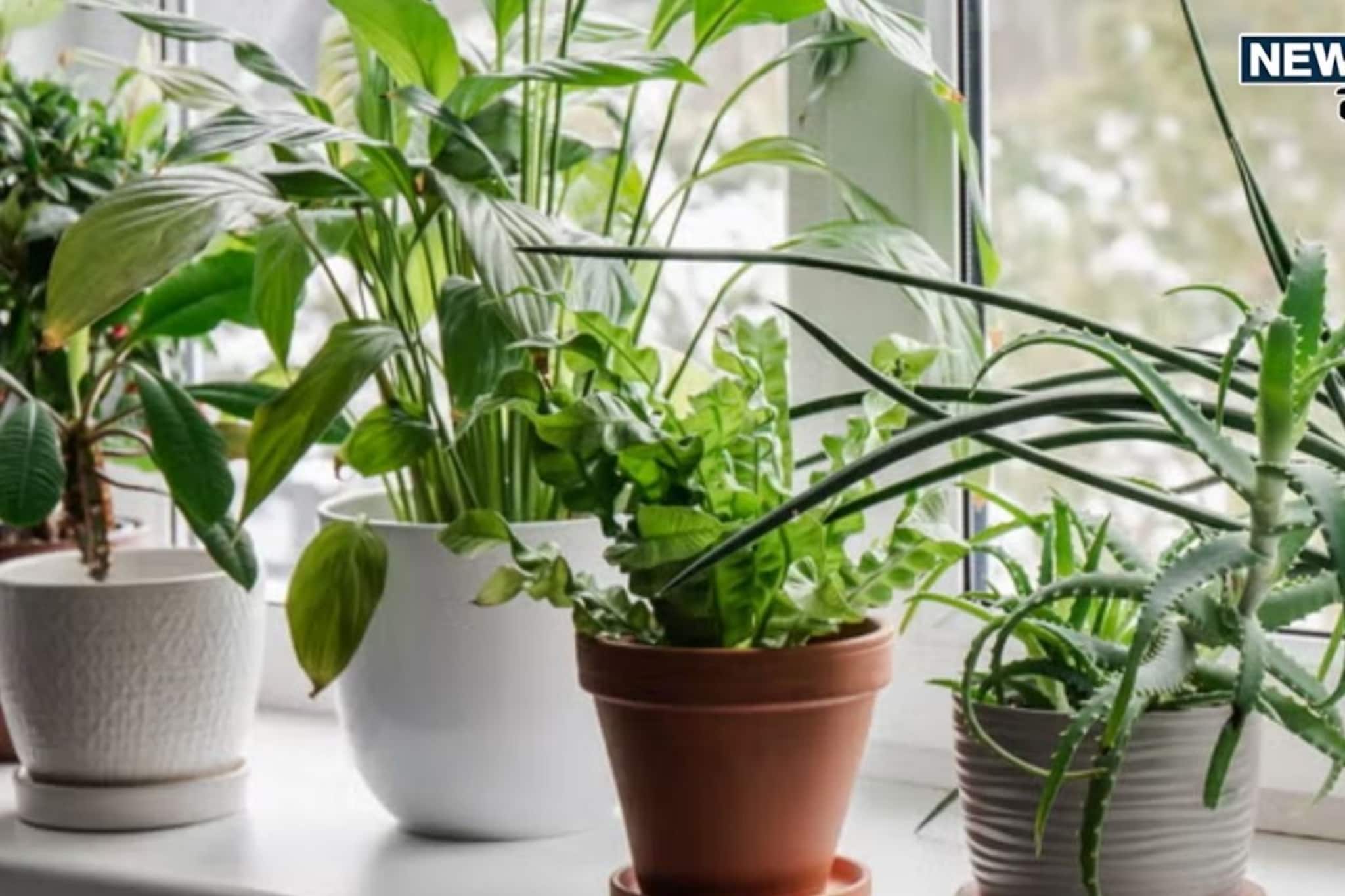 घरात टिकत नाहीये पैसा? 'हे' झाड लावताच, खुलेल कुबेराची तिजोरी; बदलेल नशीब!