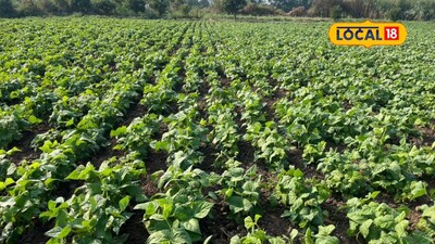 जालना के किसान गजानन गीराम ने राजमा उगाकर लाखों कमाए.